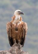 Gaensegeier - Griffon Vulture  (Gyps fulvus)